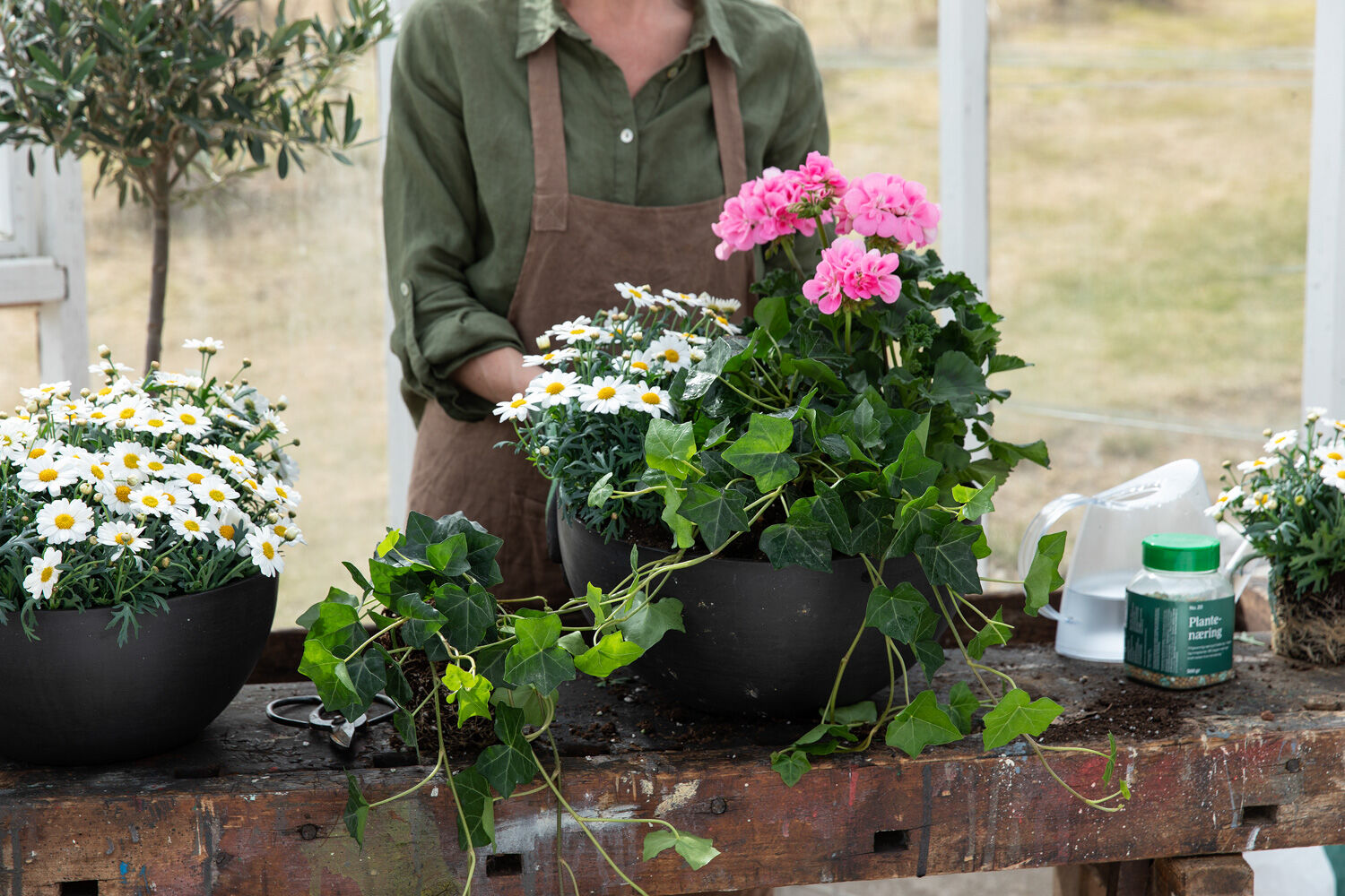 Plante sommerblomster